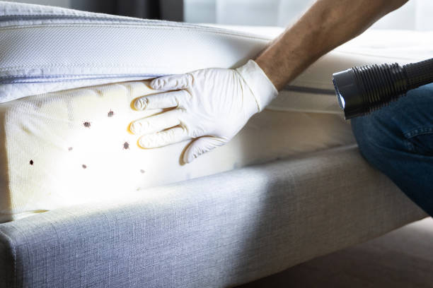 Best Insect Control  in Wyoming, IL