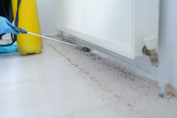 Best Flea Control Services  in Wyoming, IL